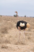 /album/wild-animal-sanctuary/dsc-0916-jpg/