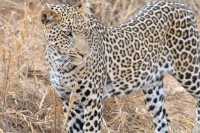 /album/wild-animal-sanctuary/dsc-0176-jpg/