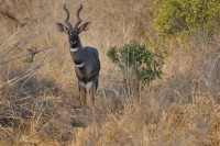 /album/wild-animal-sanctuary/dsc-0264-jpg/