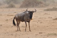 /album/wild-animal-sanctuary/dsc-0625-jpg/