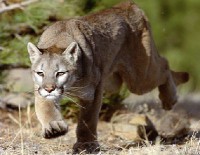 /album/wild-animal-sanctuary/puma3-jpg/