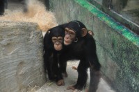 /album/wild-animal-sanctuary/dsc-0354-jpg1/