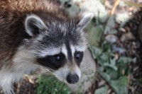 /album/wild-animal-sanctuary/dsc-0462-jpg/