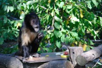 /album/wild-animal-sanctuary/dsc-0966-jpg/