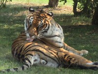 /album/wild-animal-sanctuary/dsc01848-jpg/