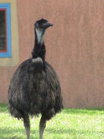 /album/wild-animal-sanctuary/dsc01799-jpg/