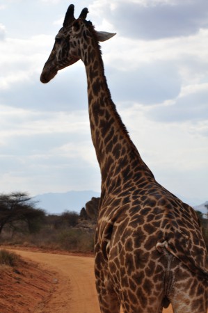 Girafe/Giraffe (Giraffa Camelopardalis)