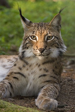 Lynx, Lynx (Lynx)