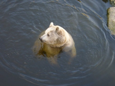 Ours brun/Brown bear (Ursus Arctos)