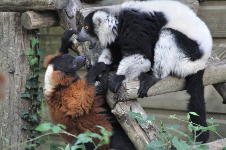 Lémuriens/Lemurs (Eulemur)