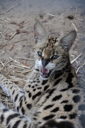 Kenya, serval femelle